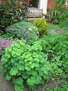 The natural front garden
